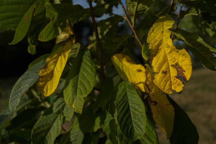 In Ohio, drought and shifting weather patterns affect North America’s largest native fruit